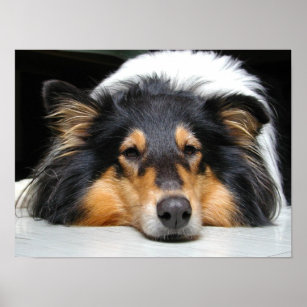 Collie dog nose tri colour photo poster, print