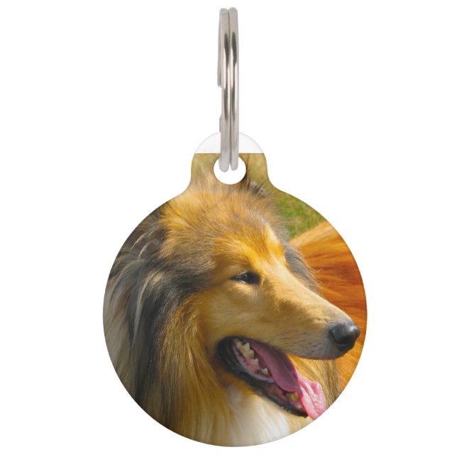 Collie Dog. Pet Tag (Front)