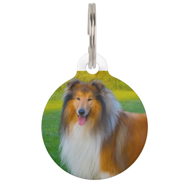 Collie Dog. Pet Tag (Front)