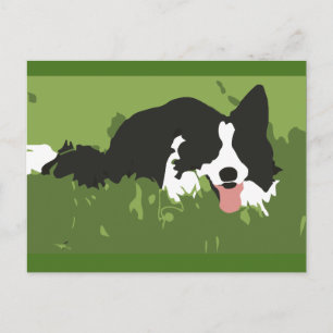 Collie Dog Postcard