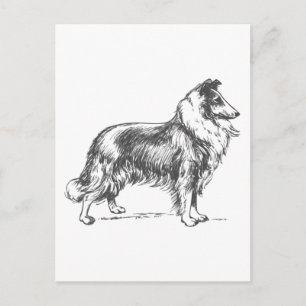 Collie Dog Postcard