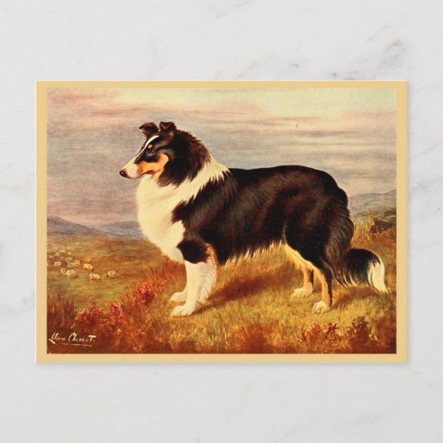Collie dog vintage illustration postcard (Front)