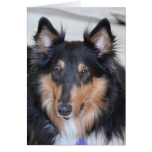 Collie Head Shot, Tri-Coloured Rough Coat Collie