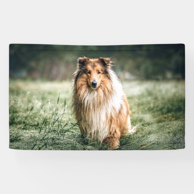 Collie in the Rough Grassland Banner (Horizontal)