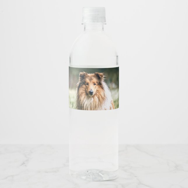 Collie in the Rough Grassland Water Bottle Label (Front)