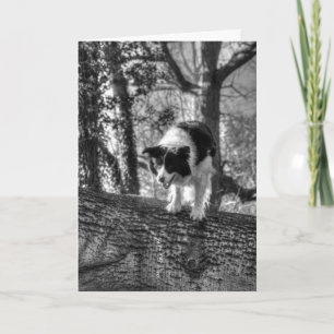 Collie in the woods Birthday Card