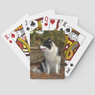Collie in the woods playing cards