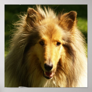 Collie Lassie Dog Print
