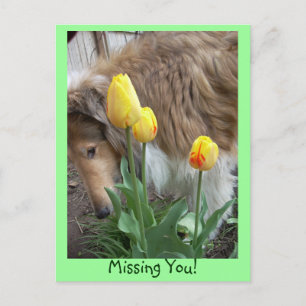 Collie, Missing You! Postcard