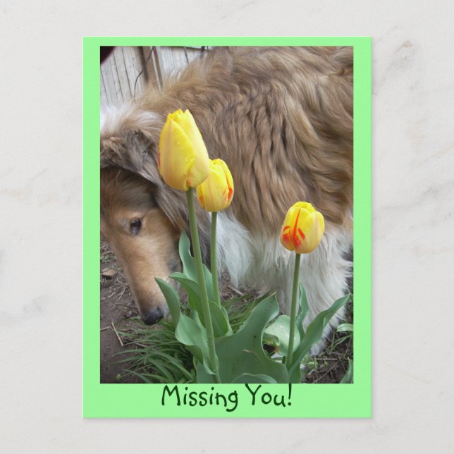 Collie, Missing You! Postcard (Front)