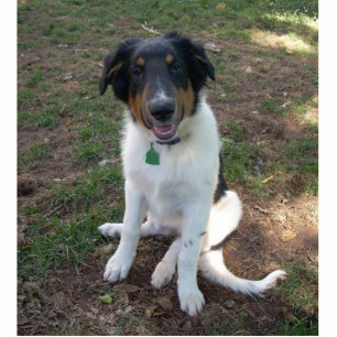 Collie (mix) Puppy photo sculpture
