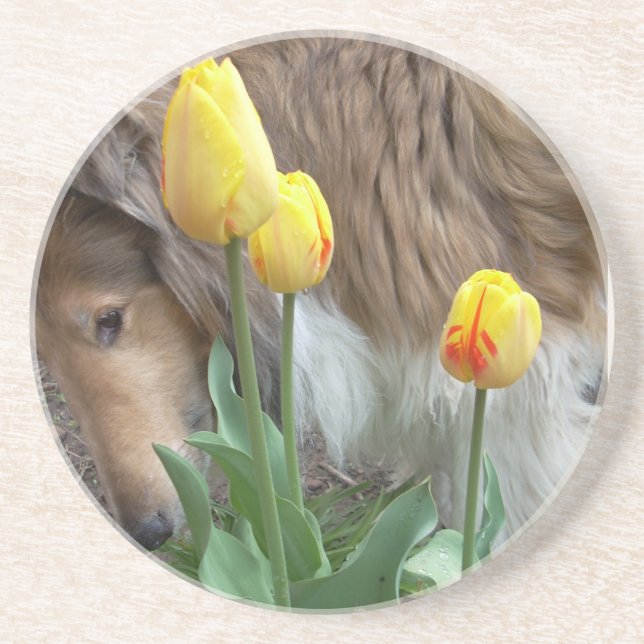Collie n Tulips coasters (Front)