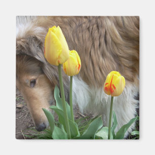 Collie N Tulips Magnet
