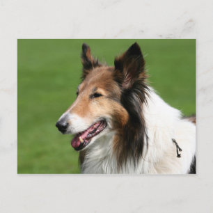 collie postcard