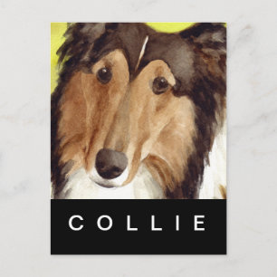 Collie Postcard