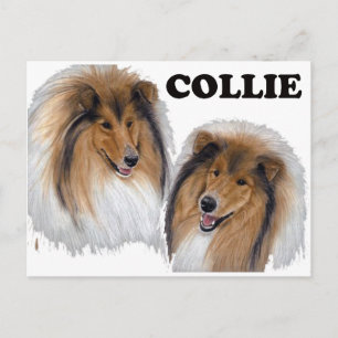 Collie Postcard