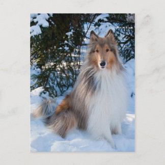 Collie Postcard