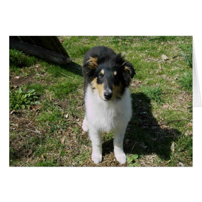 Collie Pup (Front Horizontal)