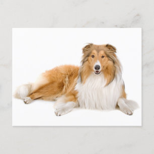 Collie Puppy Dog Greeting Post Card