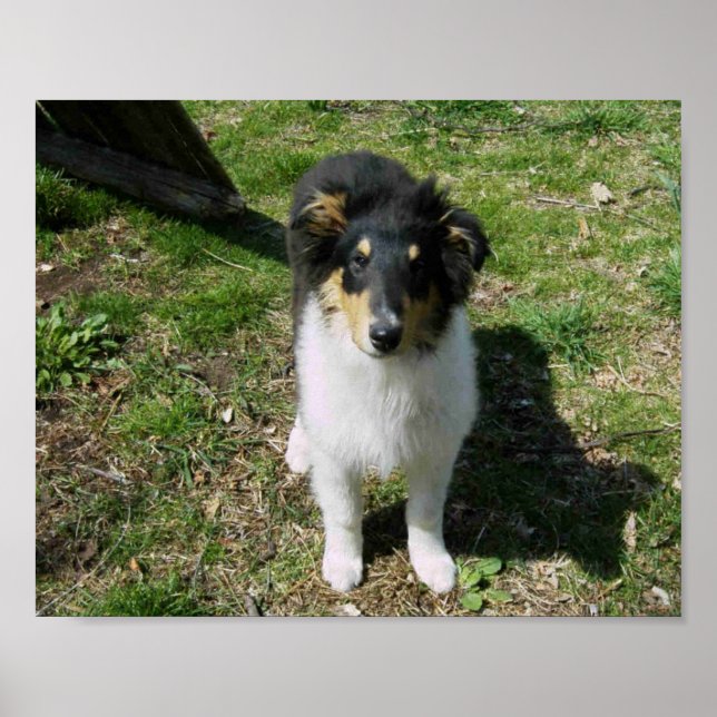 COLLIE PUPPY  POSTER (Front)