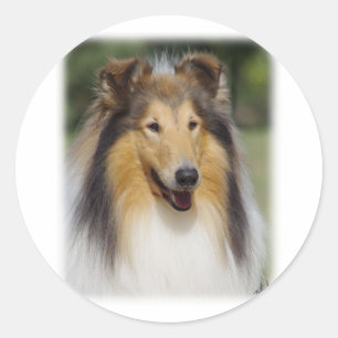 Collie Roiugh AA011D-031 Classic Round Sticker