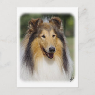 Collie Roiugh AA011D-031 Postcard