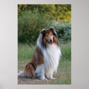 Collie rough dog beautiful photo poster, print