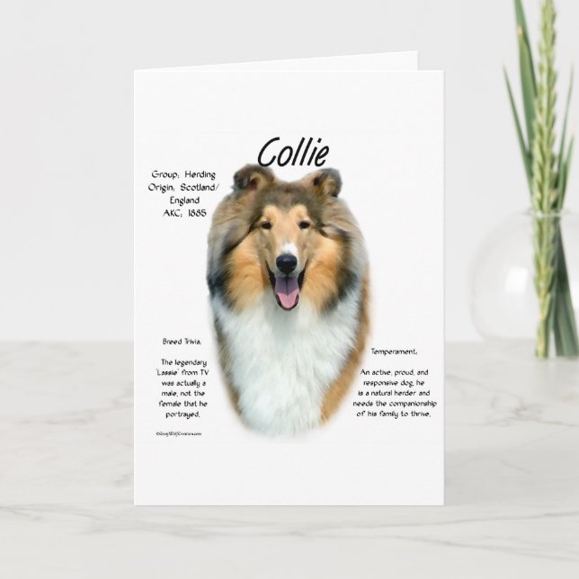 Collie (sable rough) History Design Holiday Card (Front)