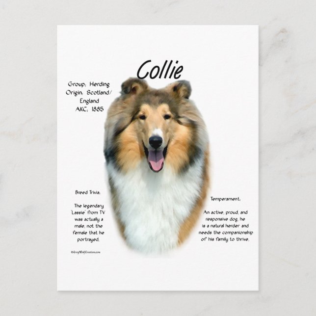 Collie (sable rough) History Design Postcard (Front)