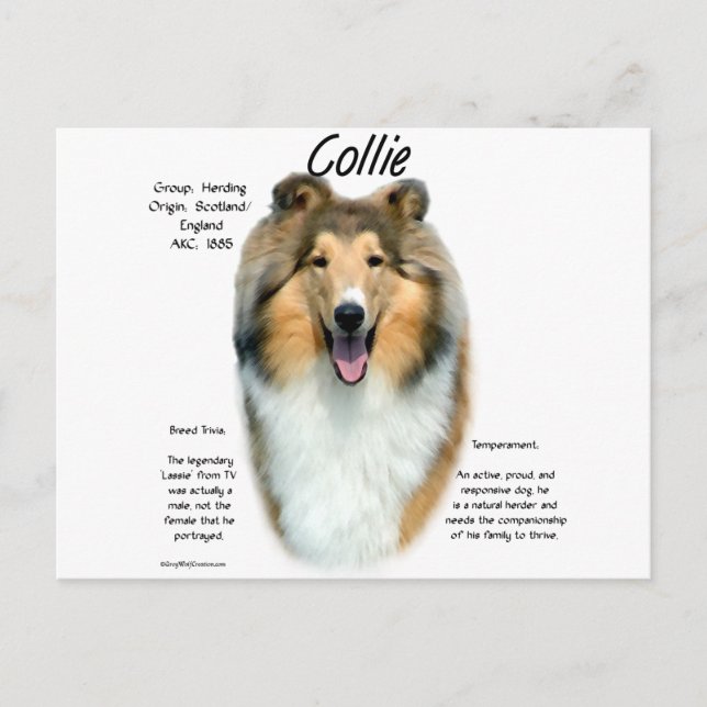 Collie (sable rough) History Design Postcard (Front)