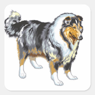 collie square sticker