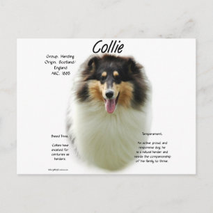Collie (tri rough) History Design Postcard