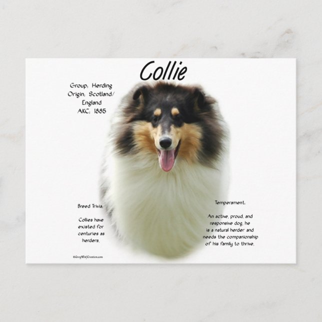 Collie (tri rough) History Design Postcard (Front)