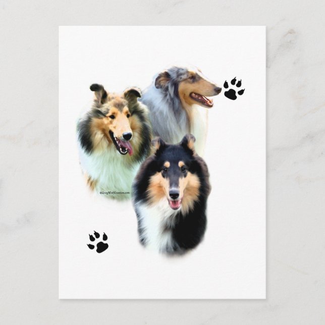 Collie Trio Postcard (Front)