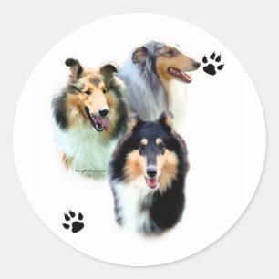 Collie Trio - Sticker