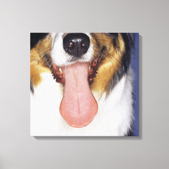 Collie wagging tongue canvas print (Front)
