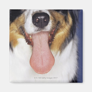 Collie wagging tongue magnet