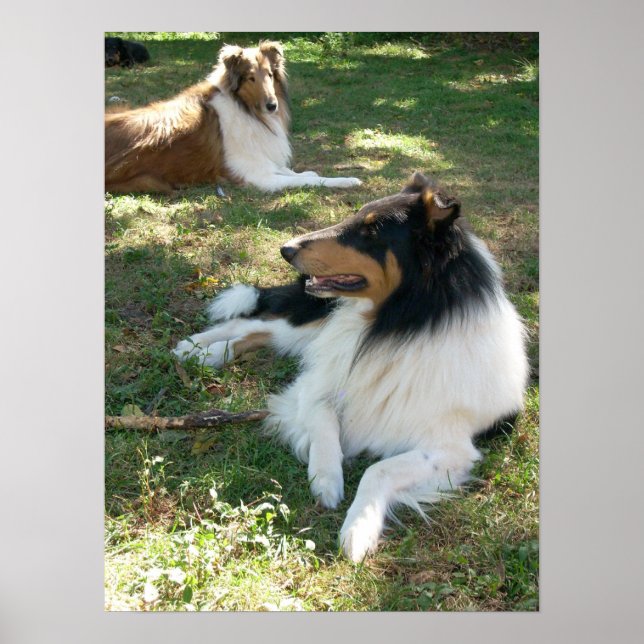 Collies At Rest -Poster Poster (Front)