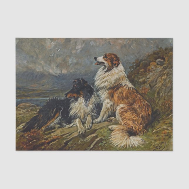 Collies on the Moor by John Emms Tissue Paper (Front)