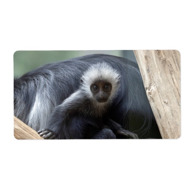 Colobus polykomos (Front)