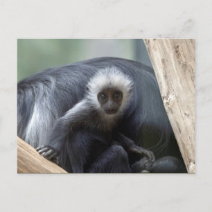 Colobus polykomos postcard