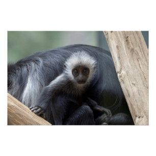 Colobus polykomos poster