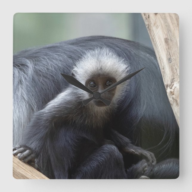 Colobus polykomos square wall clock (Front)