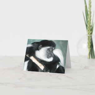 Colobus Ricci Card