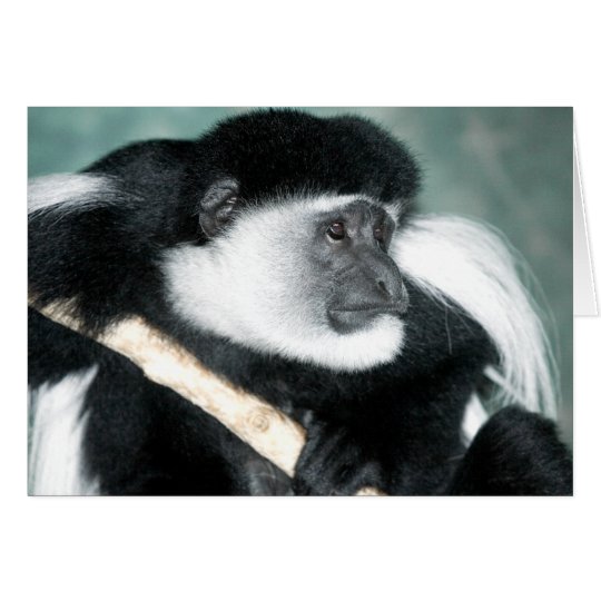 Colobus Ricci Card