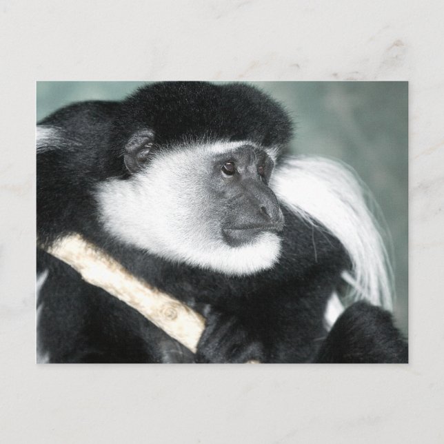 Colobus Ricci Postcard (Front)