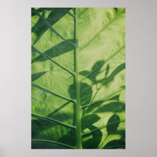 Colocasia esculenta leaf poster