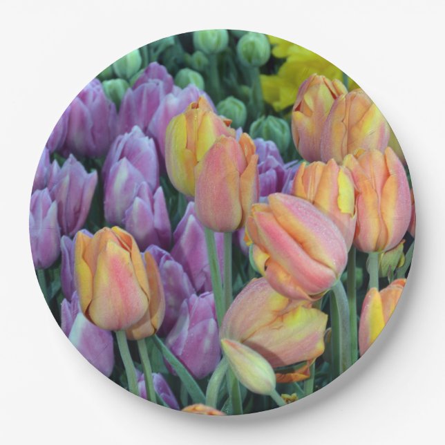 Coloful bunches of tulips paper plate (Front)