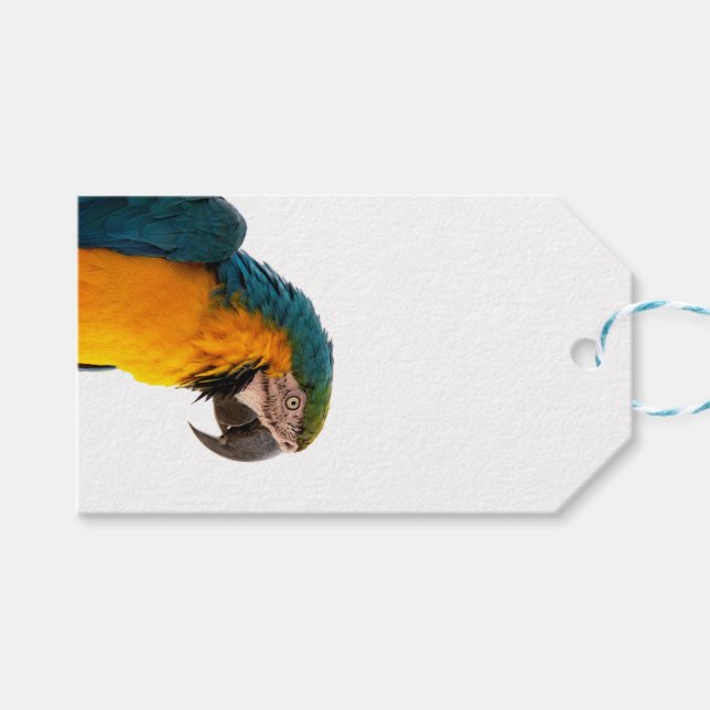 coloful Parrot  Gift Tags (Front (Horizontal))