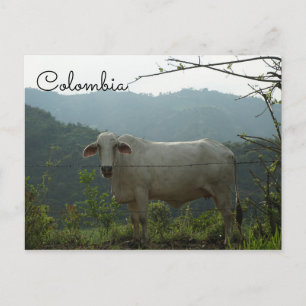 Colombia funny cow postcard